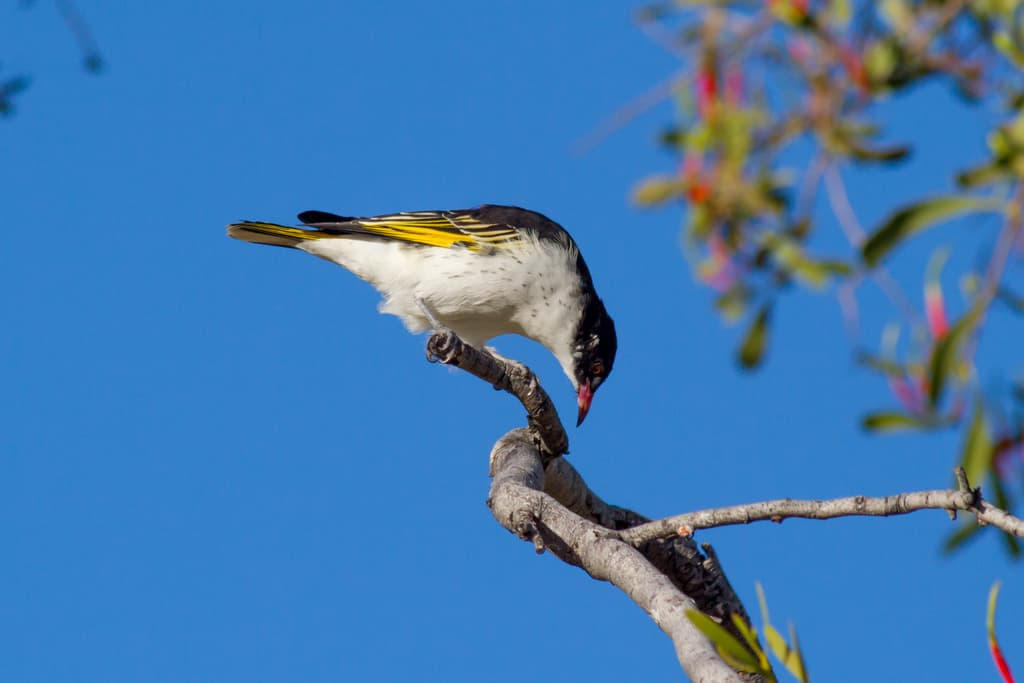 Painted Honeyeater