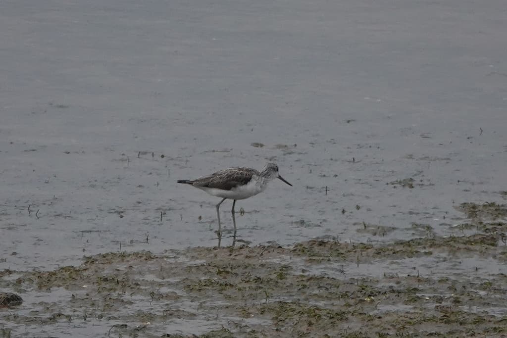 Common Greenshank
