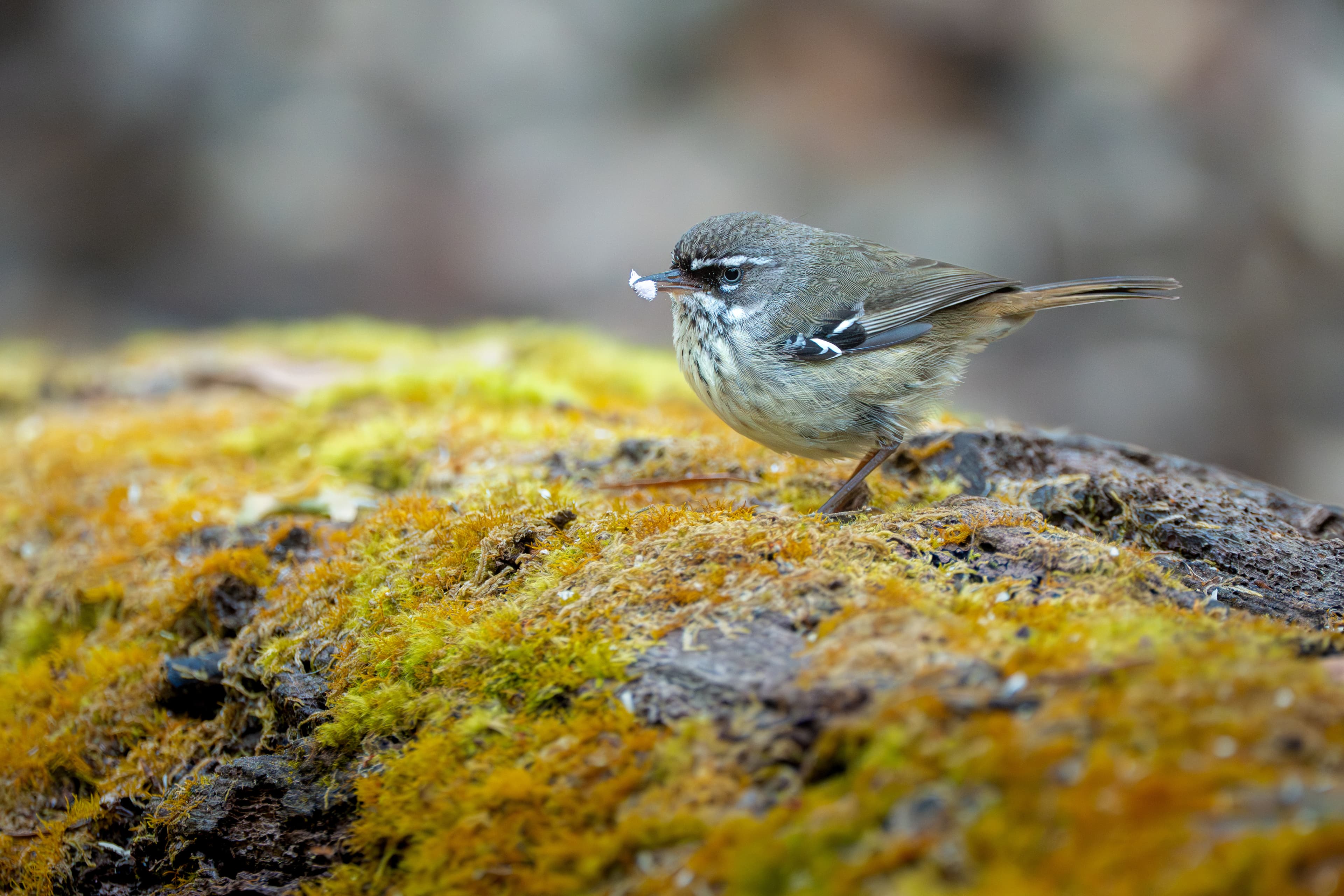 Spotted Scrubwren