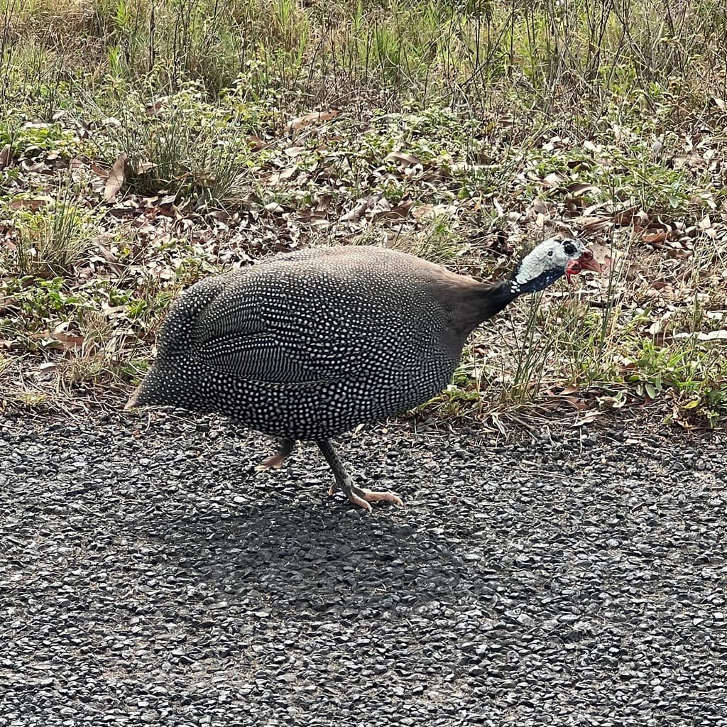 Helmeted Guineafowl