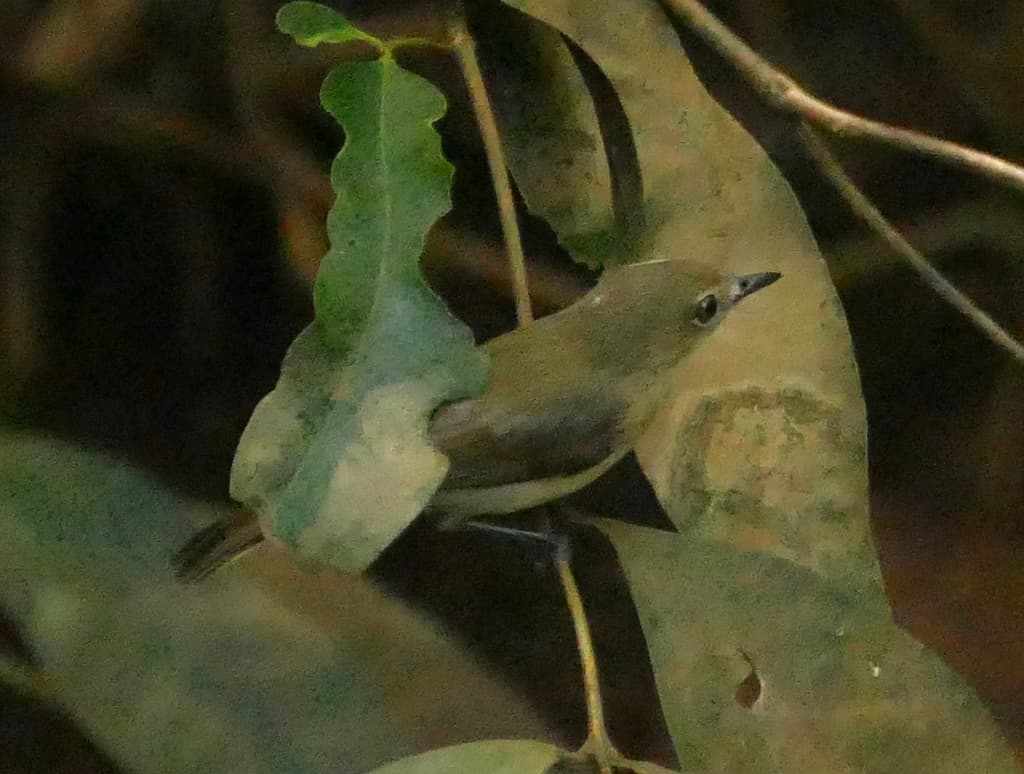 Large-billed Gerygone