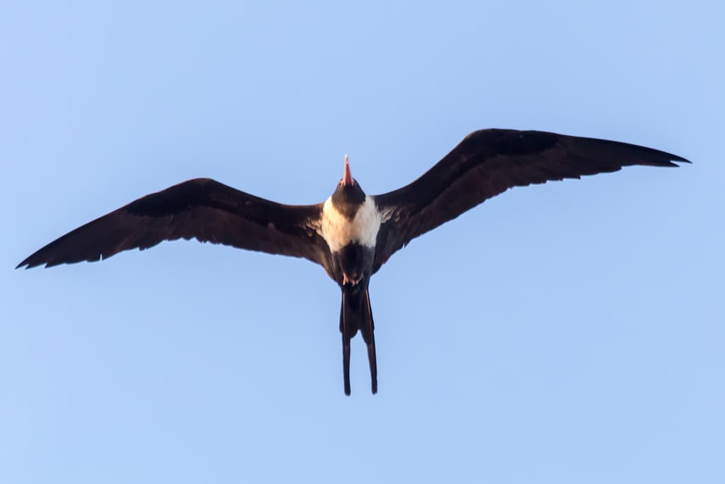 Lesser Frigatebird