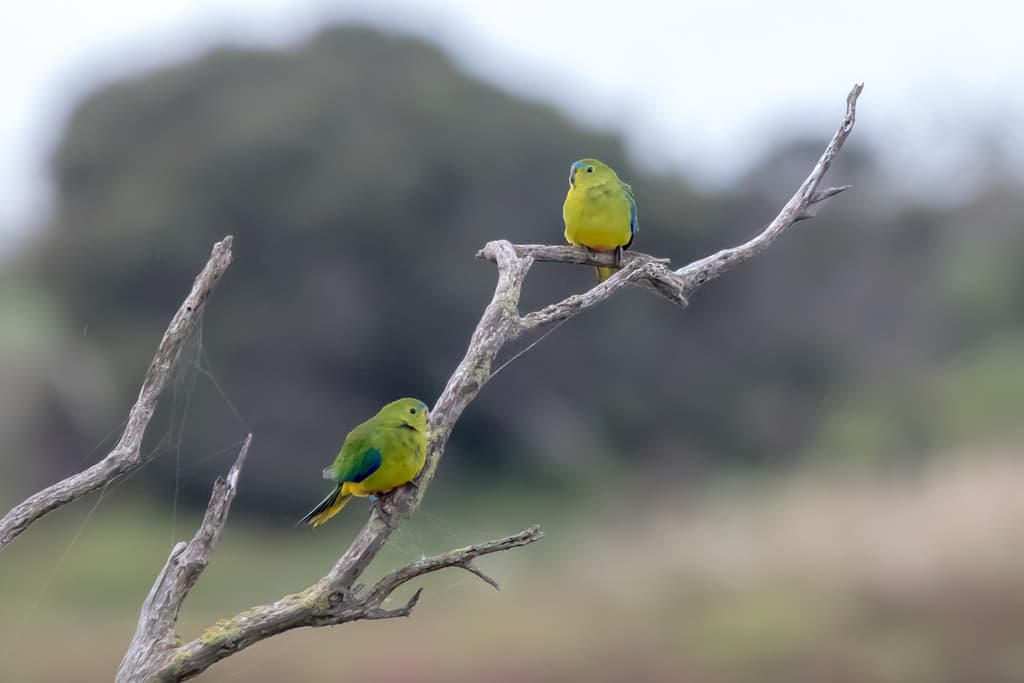 Orange-bellied Parrot