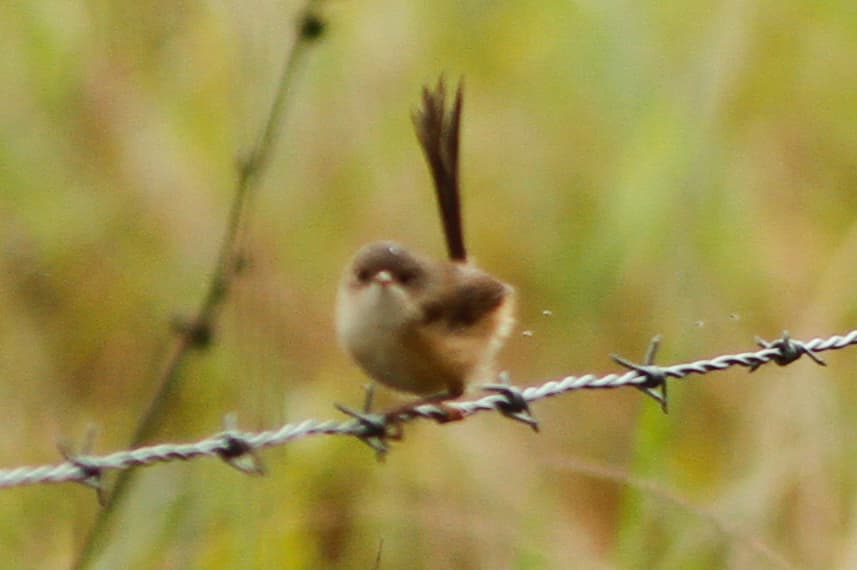 Red-backed Fairywren