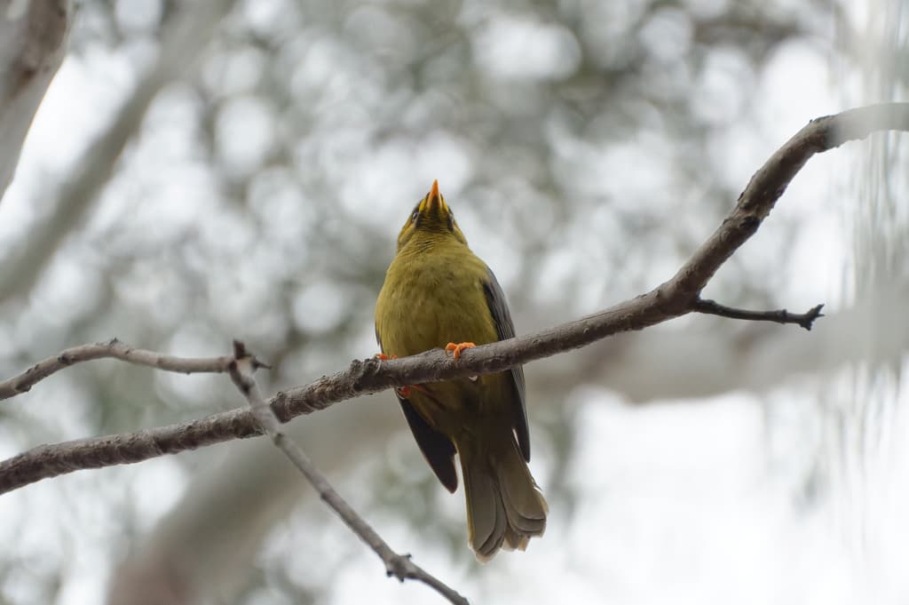 Bell Miner