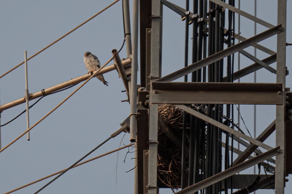 Grey Falcon