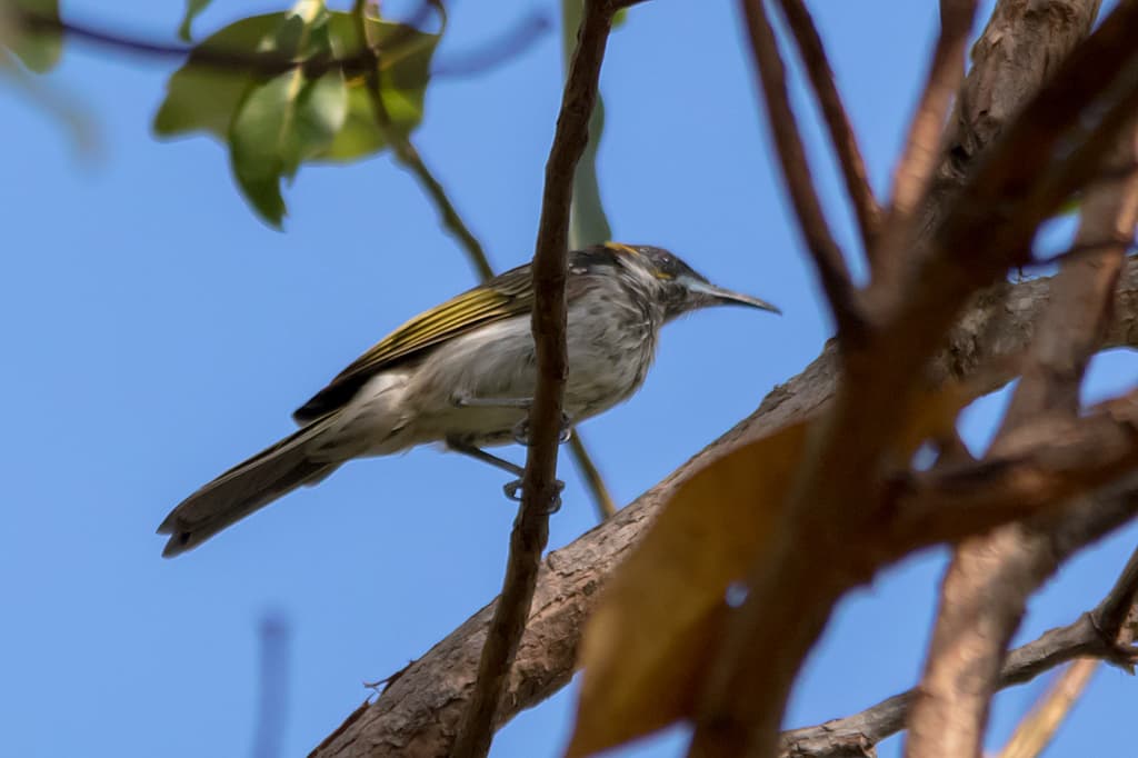 White-streaked Honeyeater