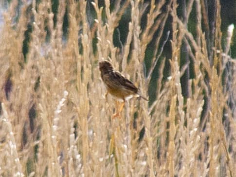 Golden-headed Cisticola