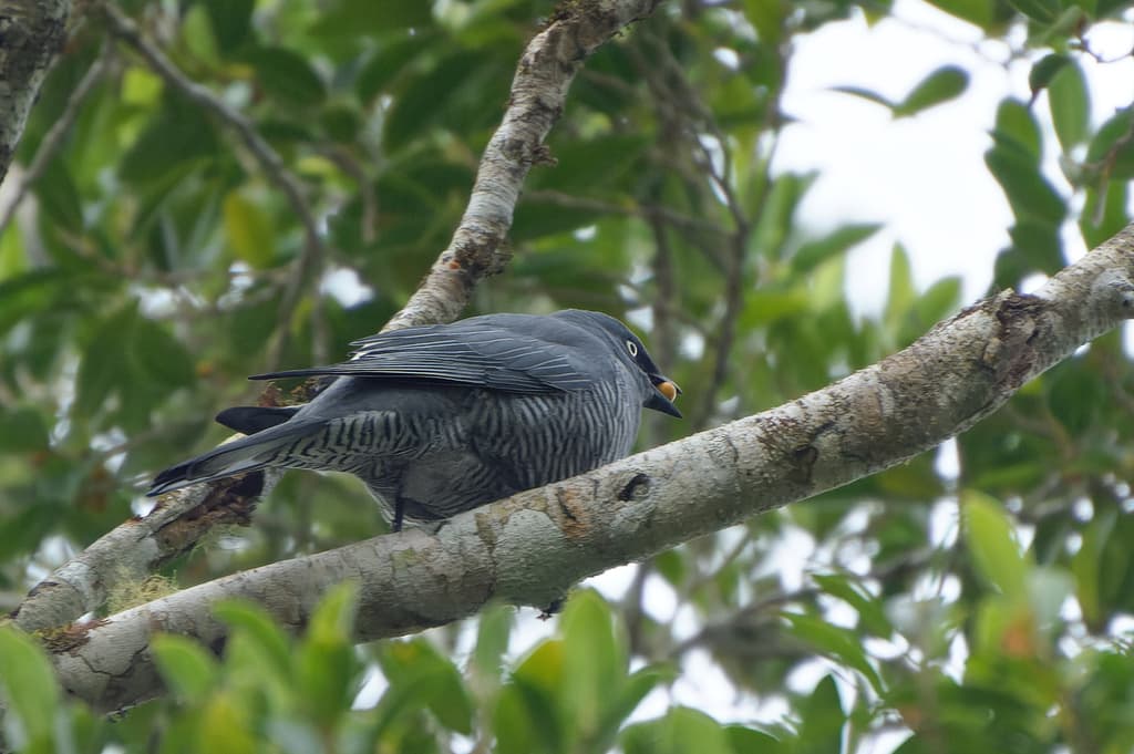 Barred Cuckooshrike