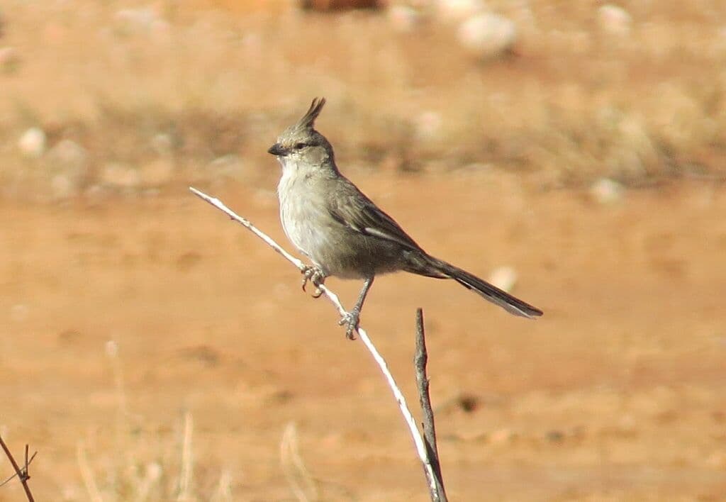 Chirruping Wedgebill