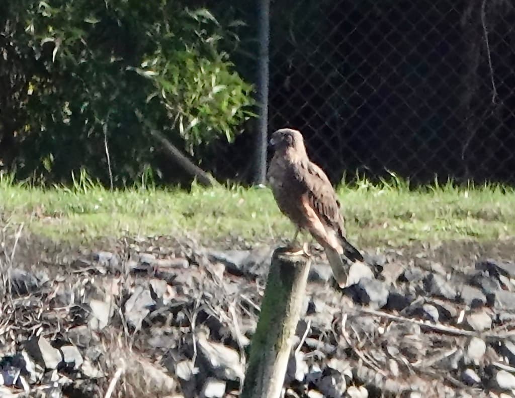 Swamp Harrier