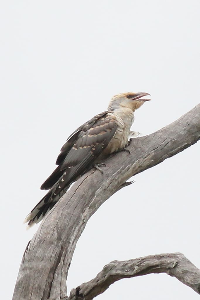 Channel-billed Cuckoo
