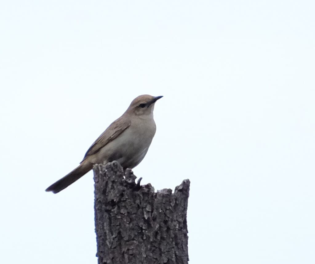 Rufous Songlark