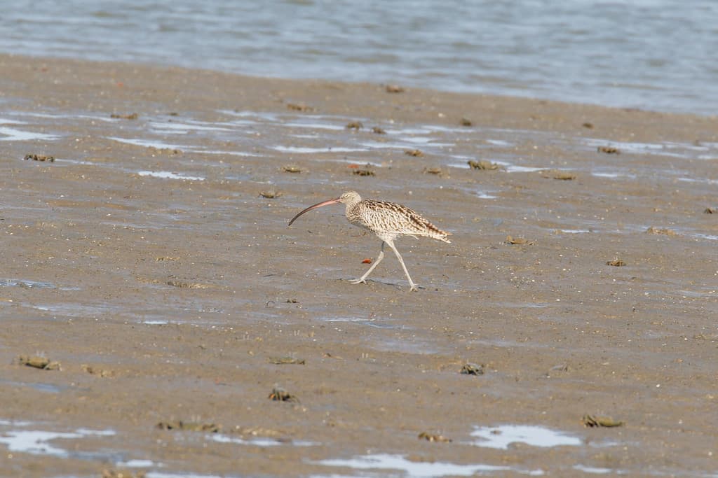 Far Eastern Curlew