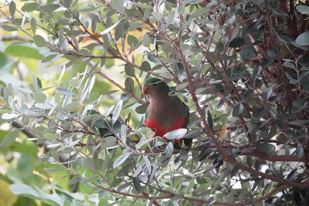 Australian King Parrot