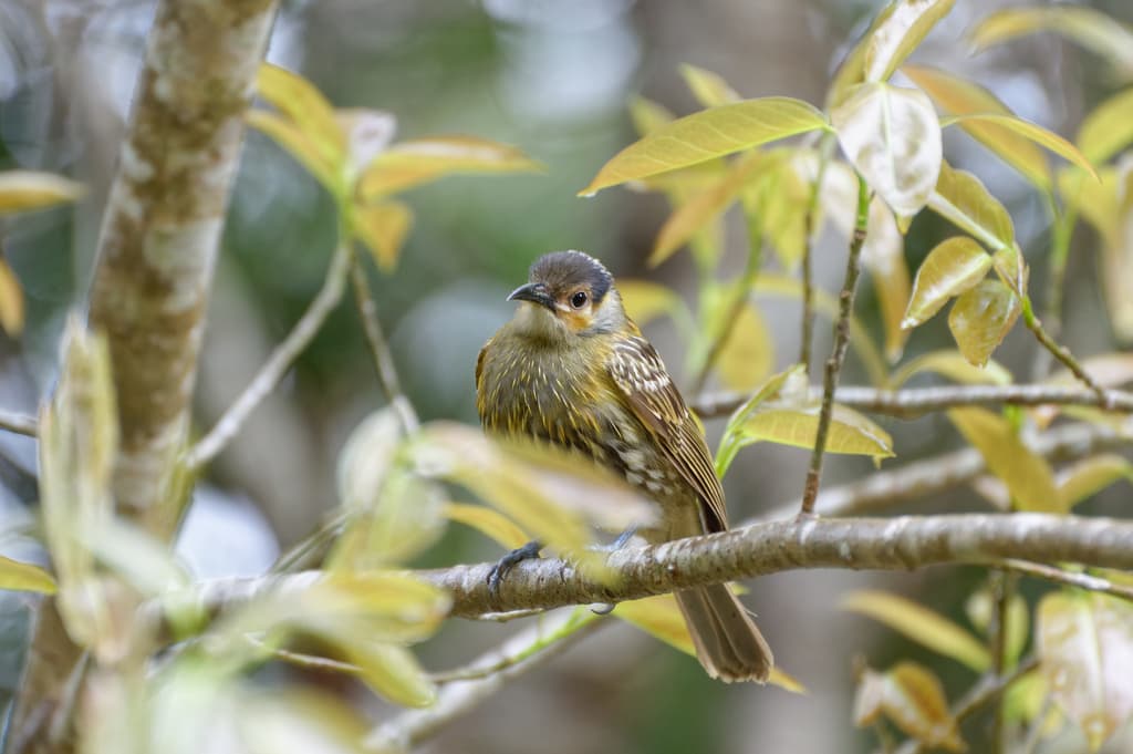 Macleay's Honeyeater