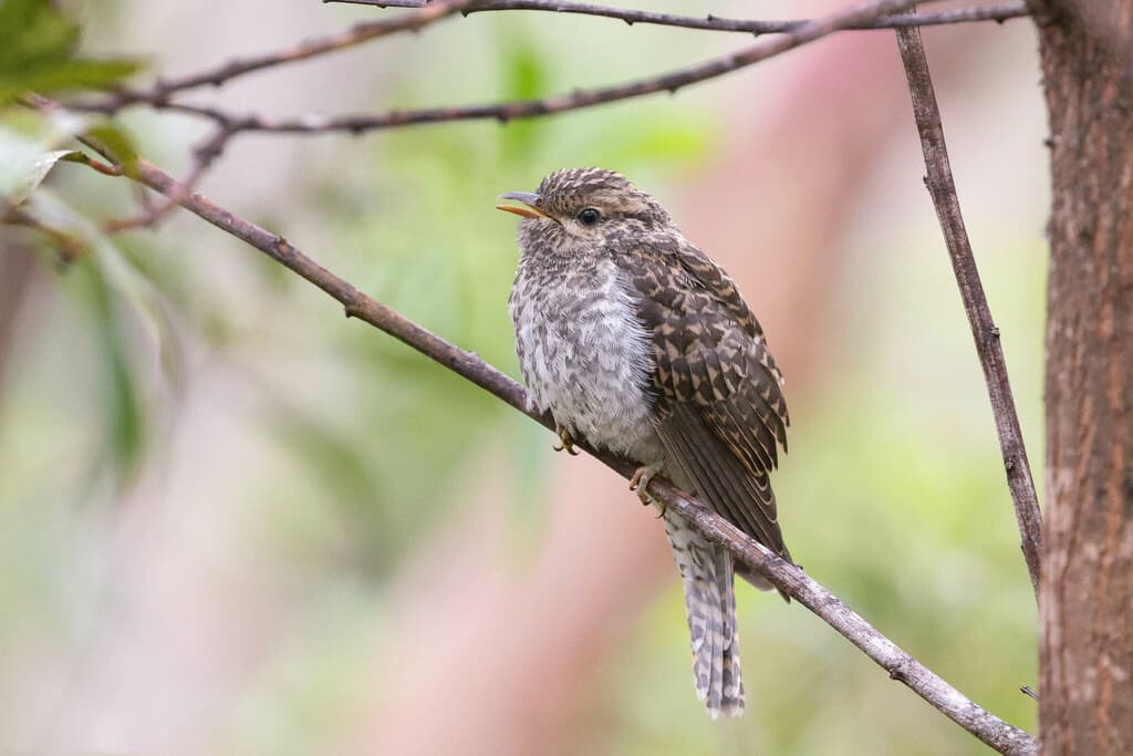 Sahul Brush Cuckoo
