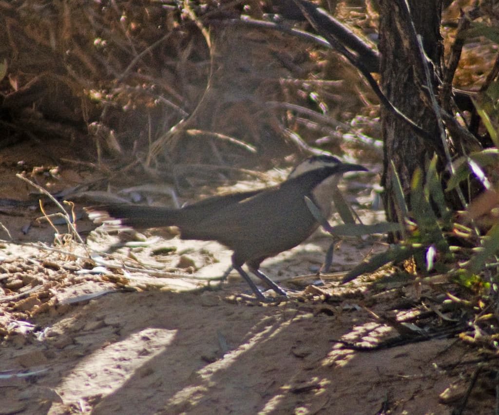 Hall's Babbler