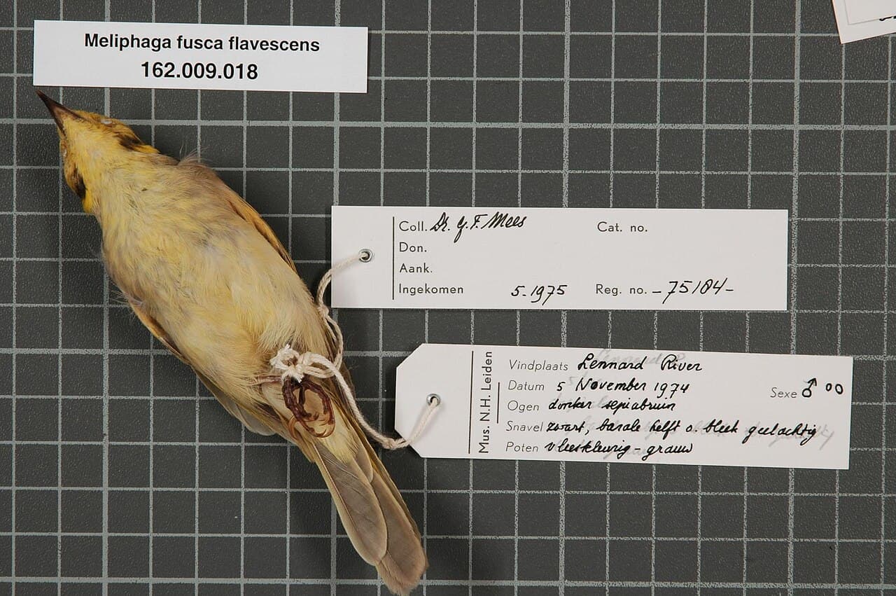 Yellow-tinted Honeyeater