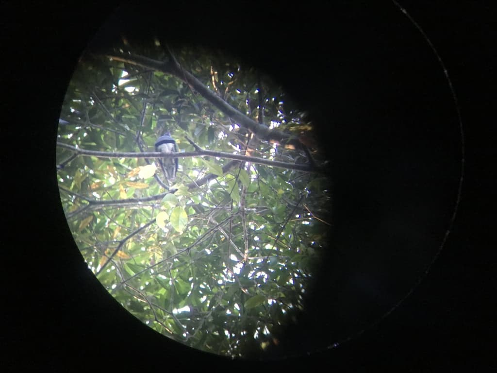 Superb Fruit Dove