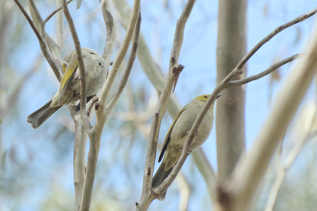 White-plumed Honeyeater