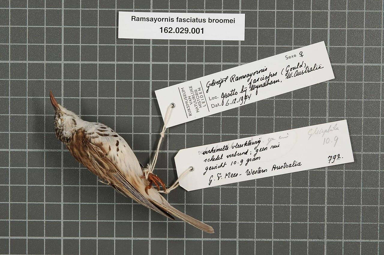 Bar-breasted Honeyeater