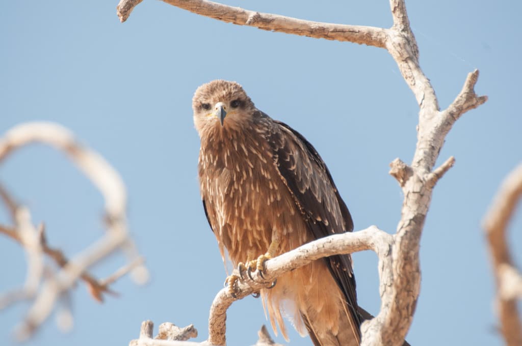 Black Kite