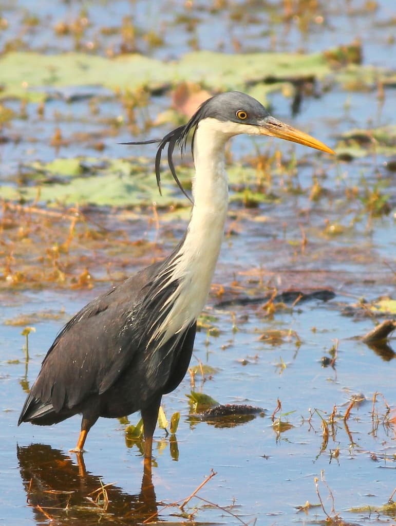 Pied Heron