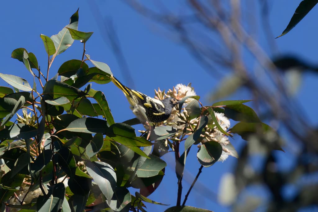 Regent Honeyeater