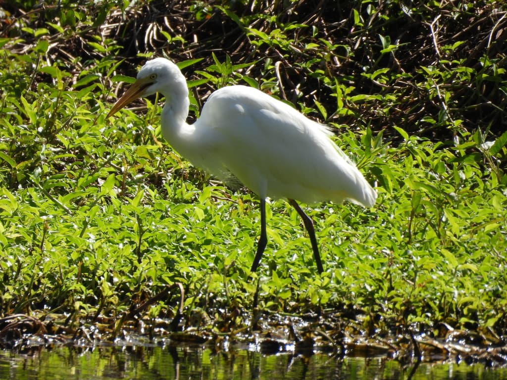 Medium Egret