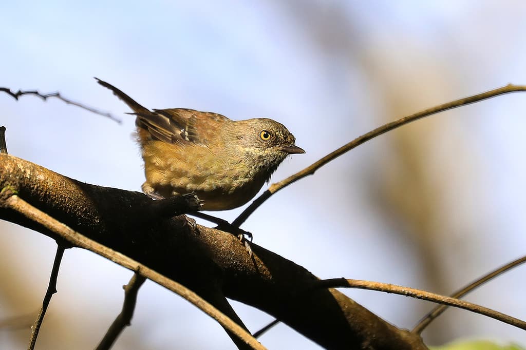 Tasmanian Scrubwren