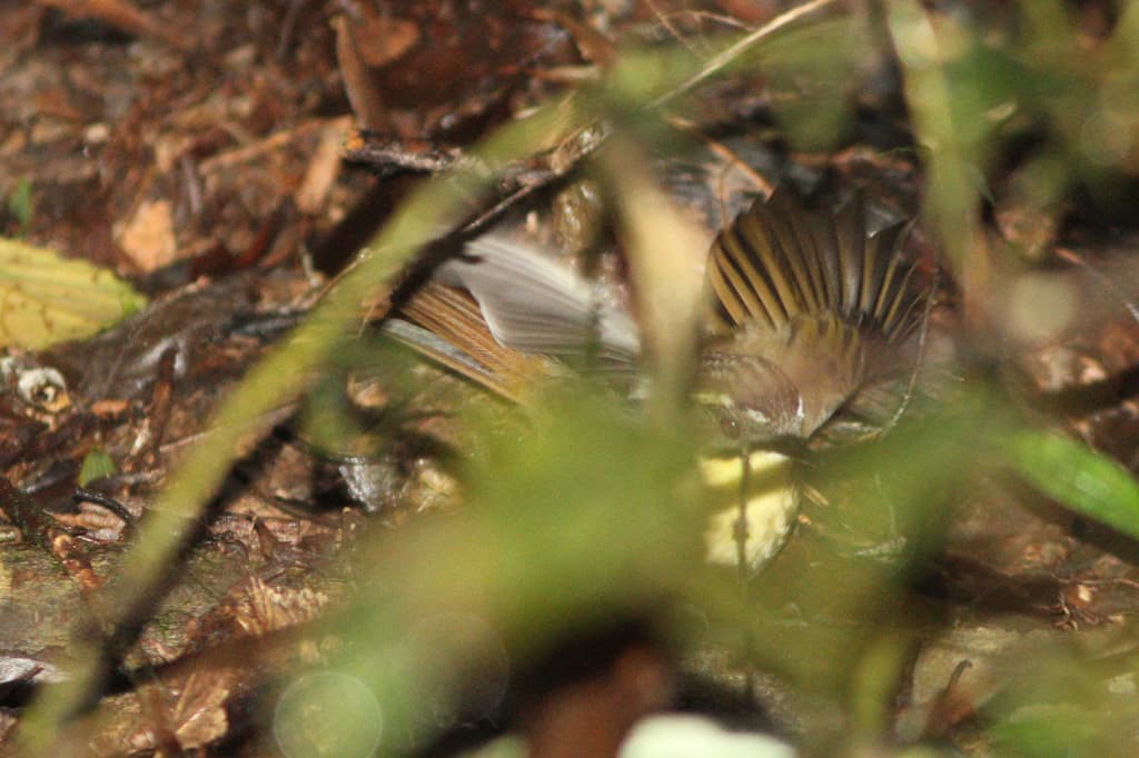 Yellow-throated Scrubwren