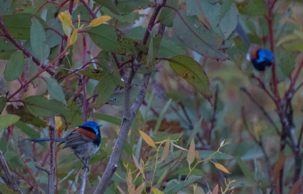 Blue-breasted Fairywren