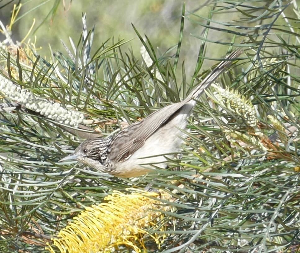 Striped Honeyeater