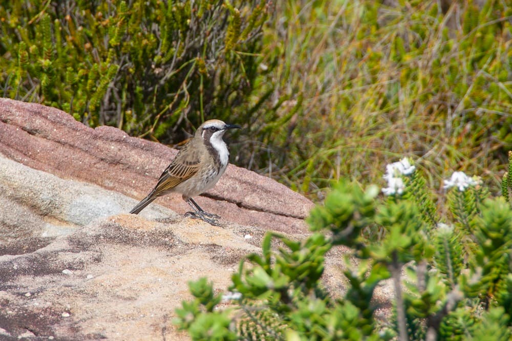 Tawny-crowned Honeyeater