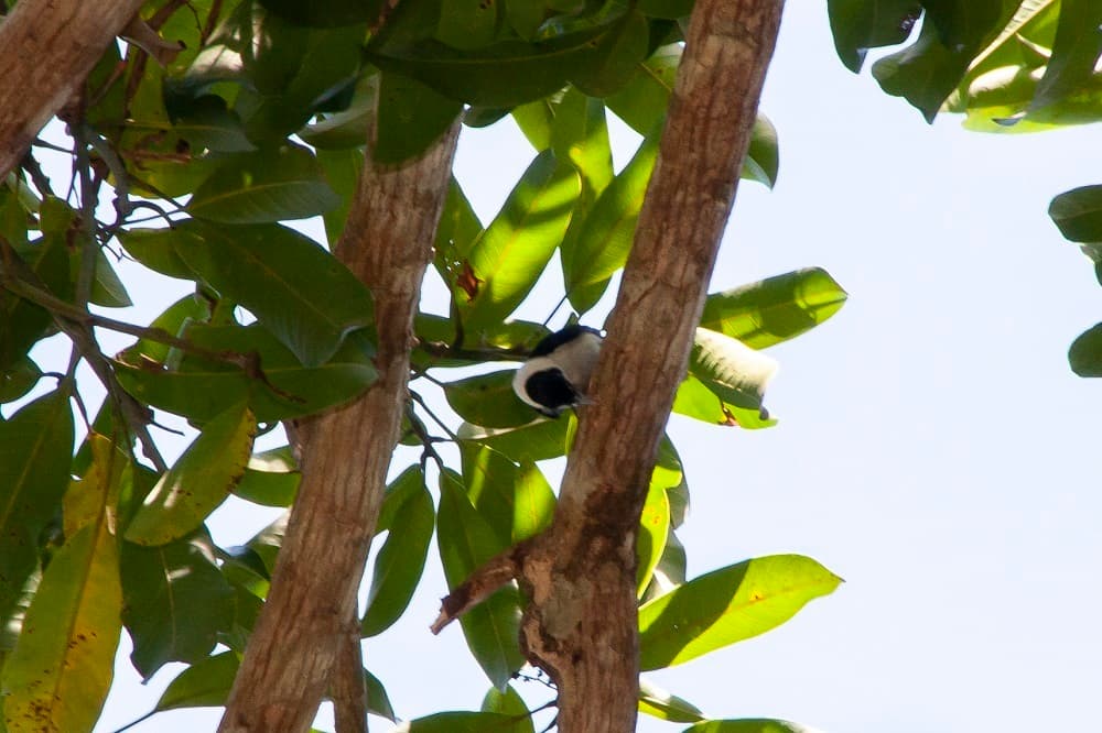 Frill-necked Monarch