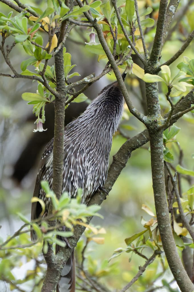 Little Wattlebird