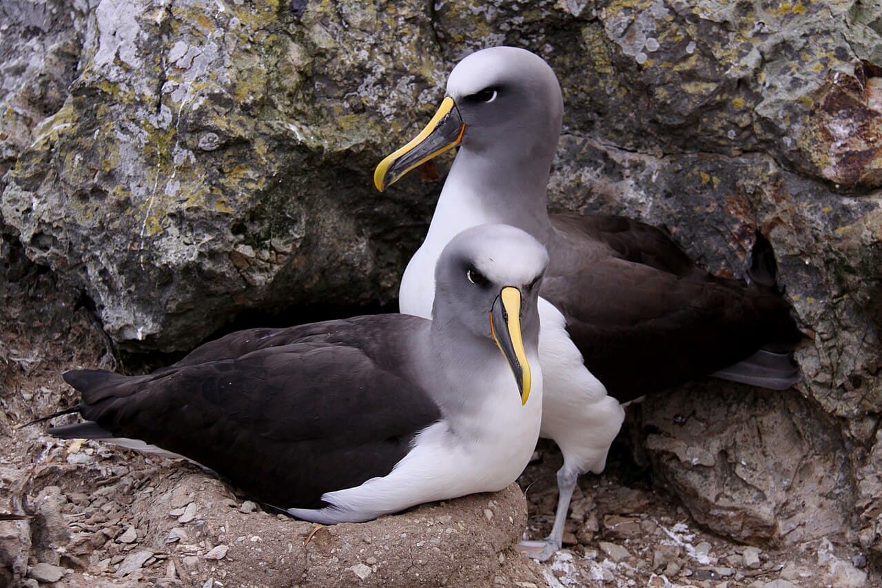 Buller's Albatross