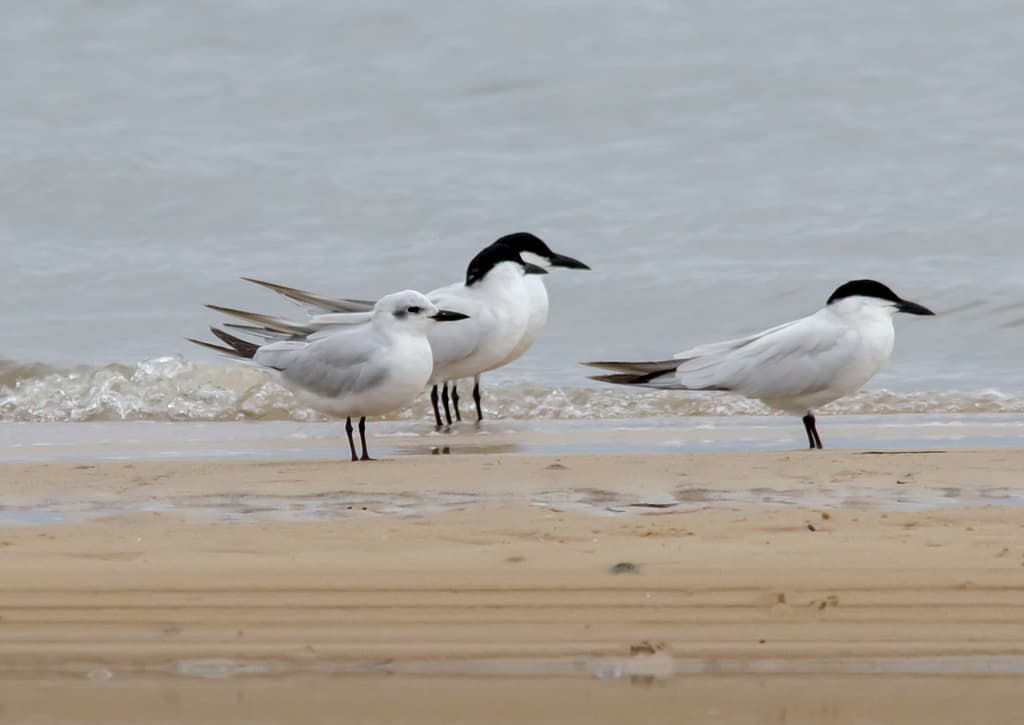 Gull-billed Tern
