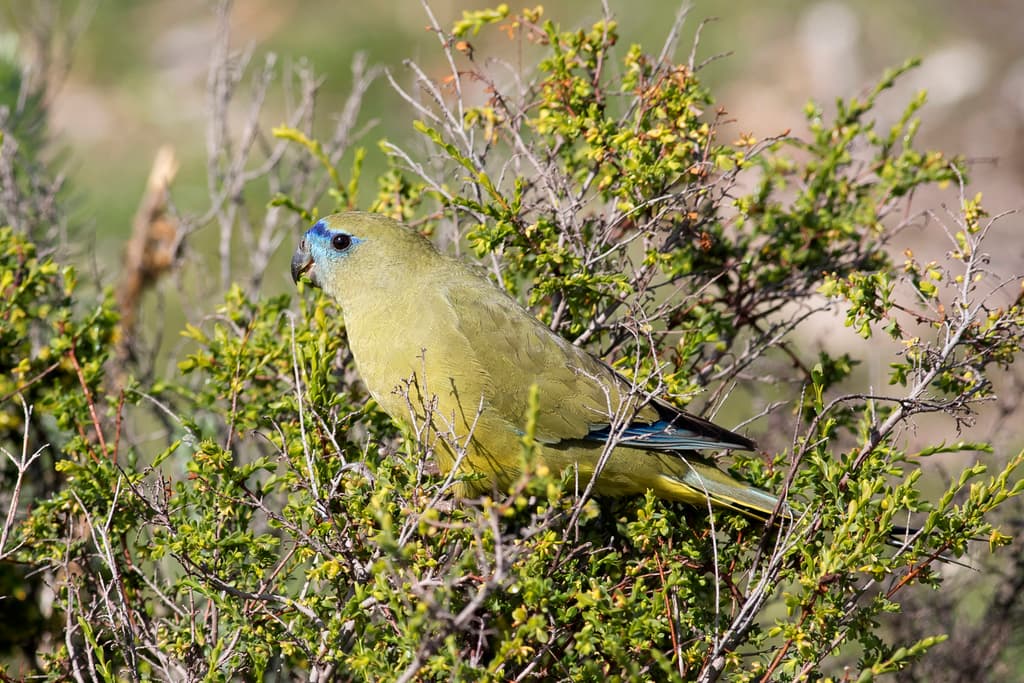 Rock Parrot