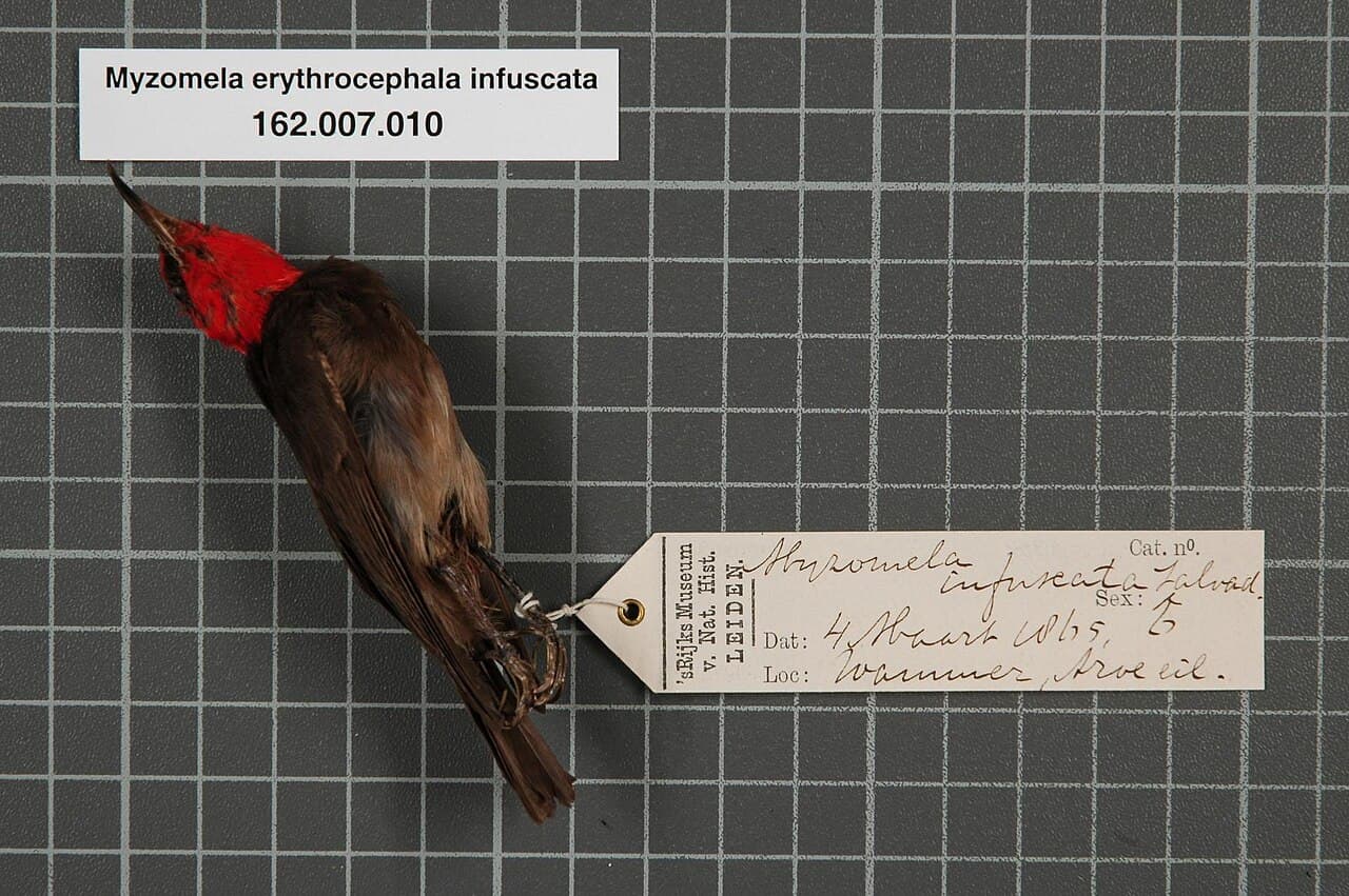 Red-headed Myzomela