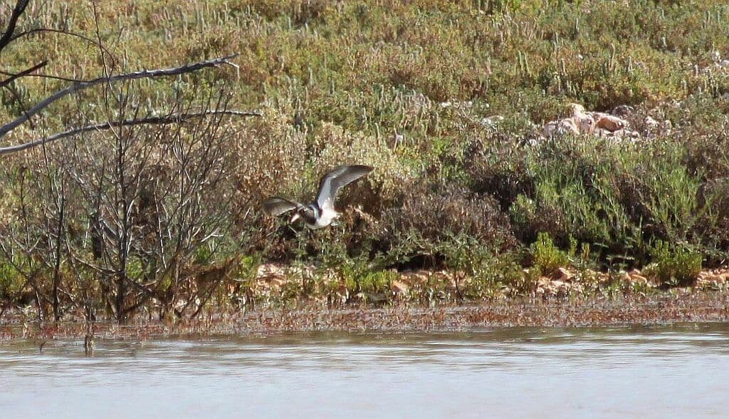 Australian Painted-snipe