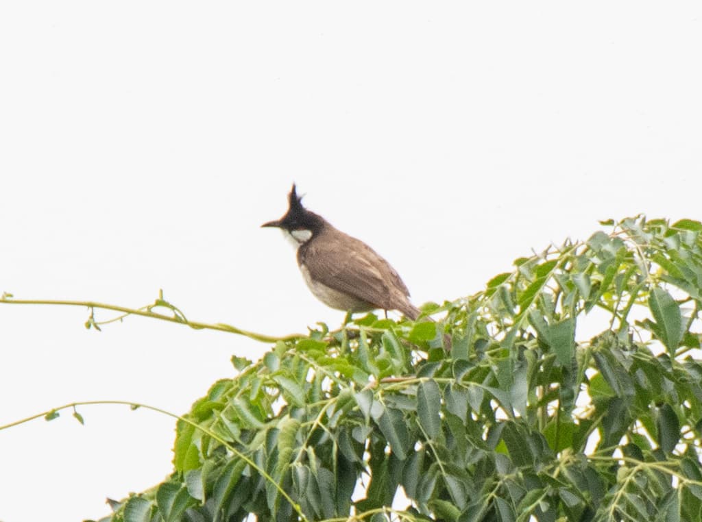 Red-whiskered Bulbul