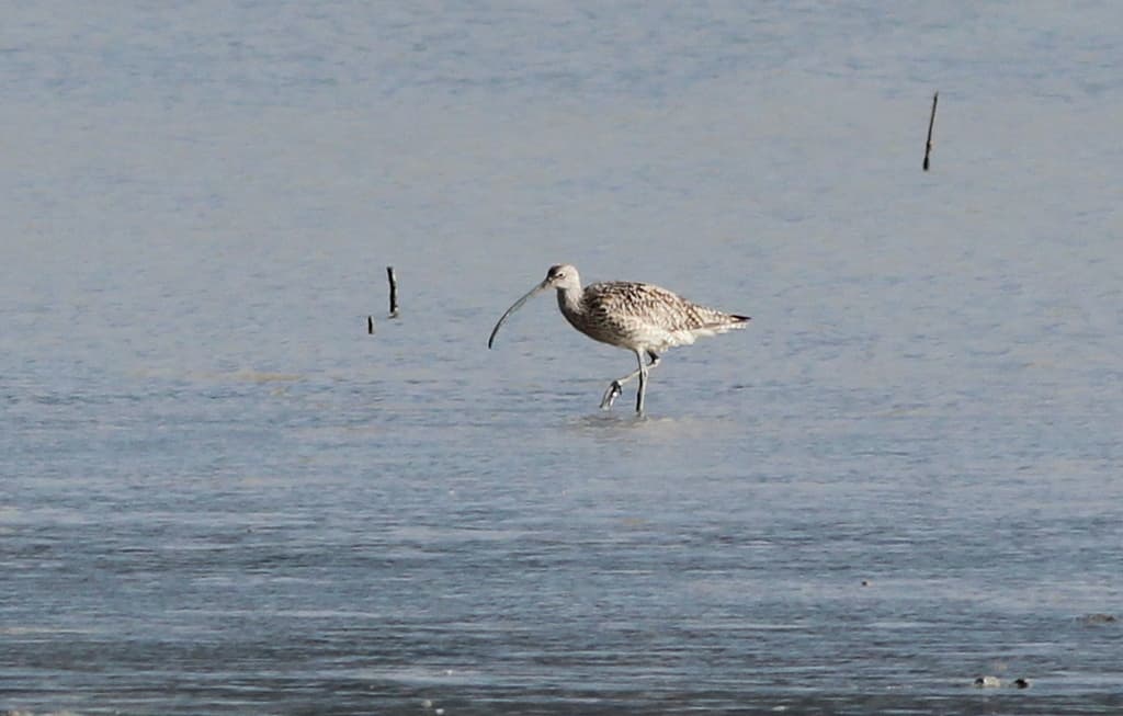 Far Eastern Curlew