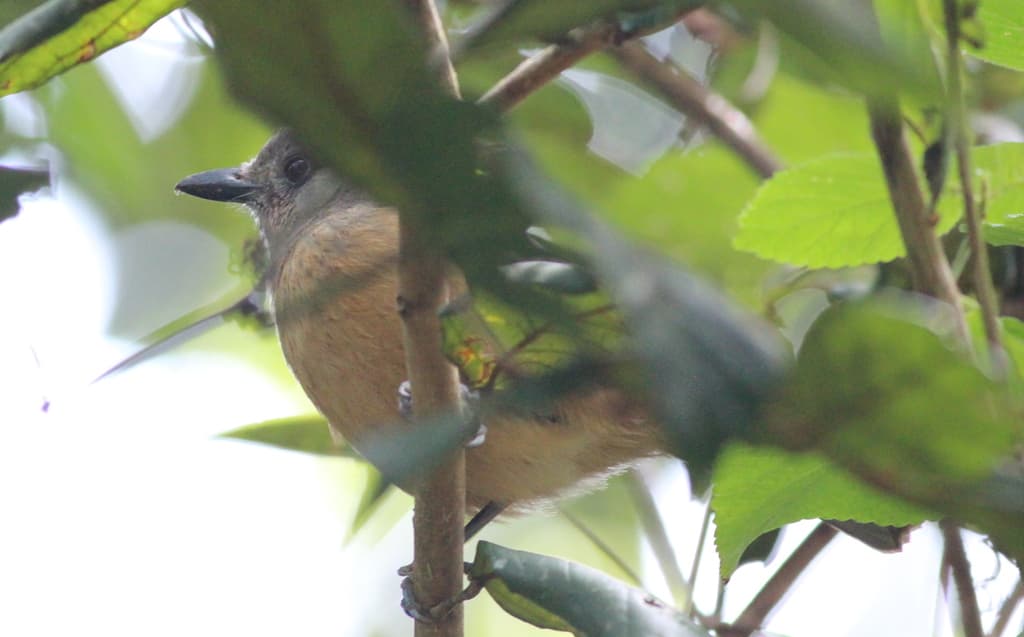 Bower's Shrikethrush