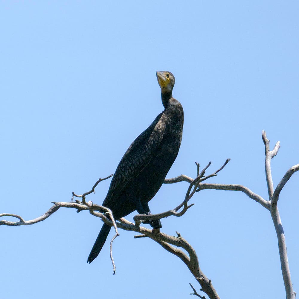 Great Cormorant