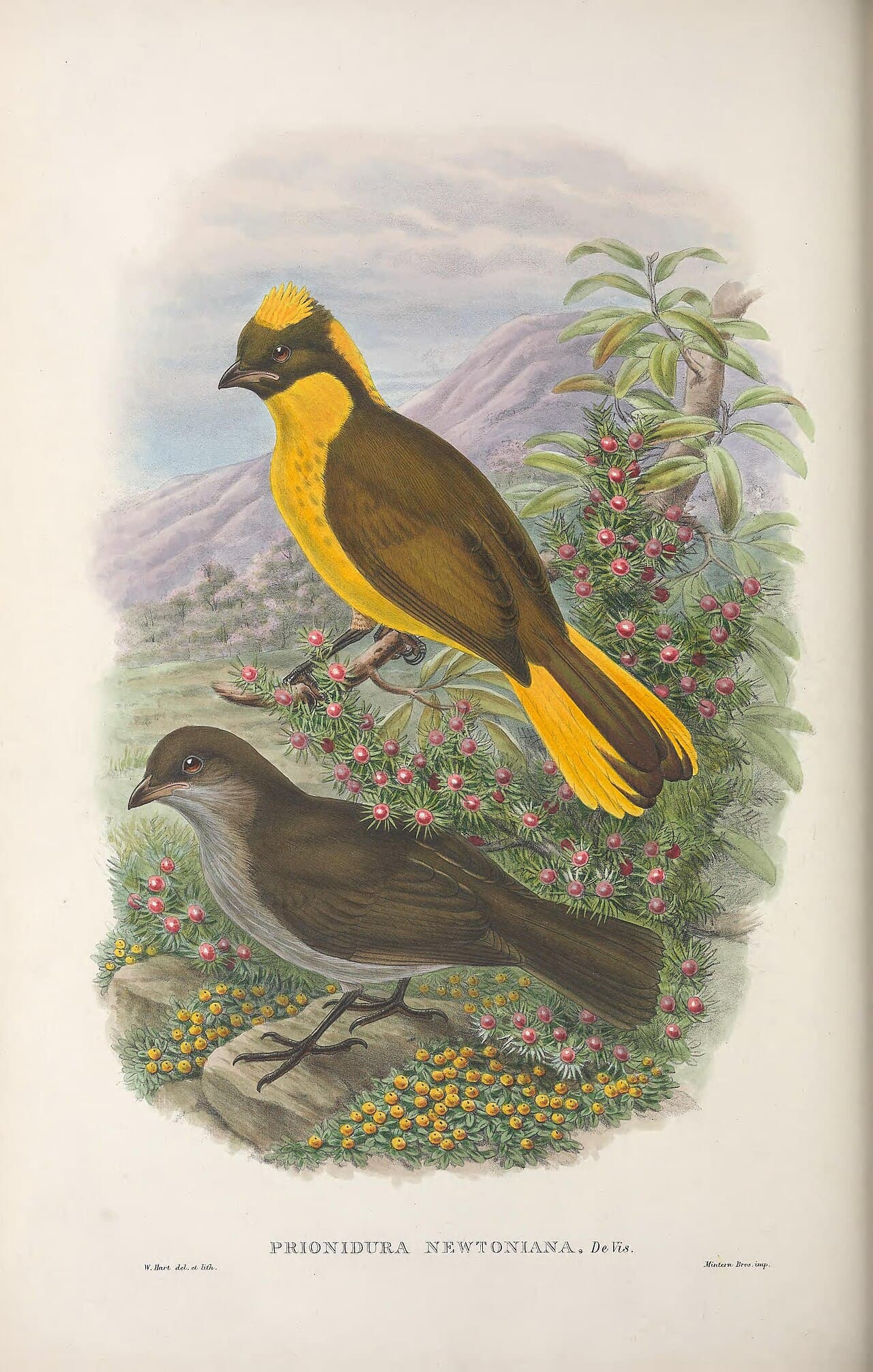 Golden Bowerbird