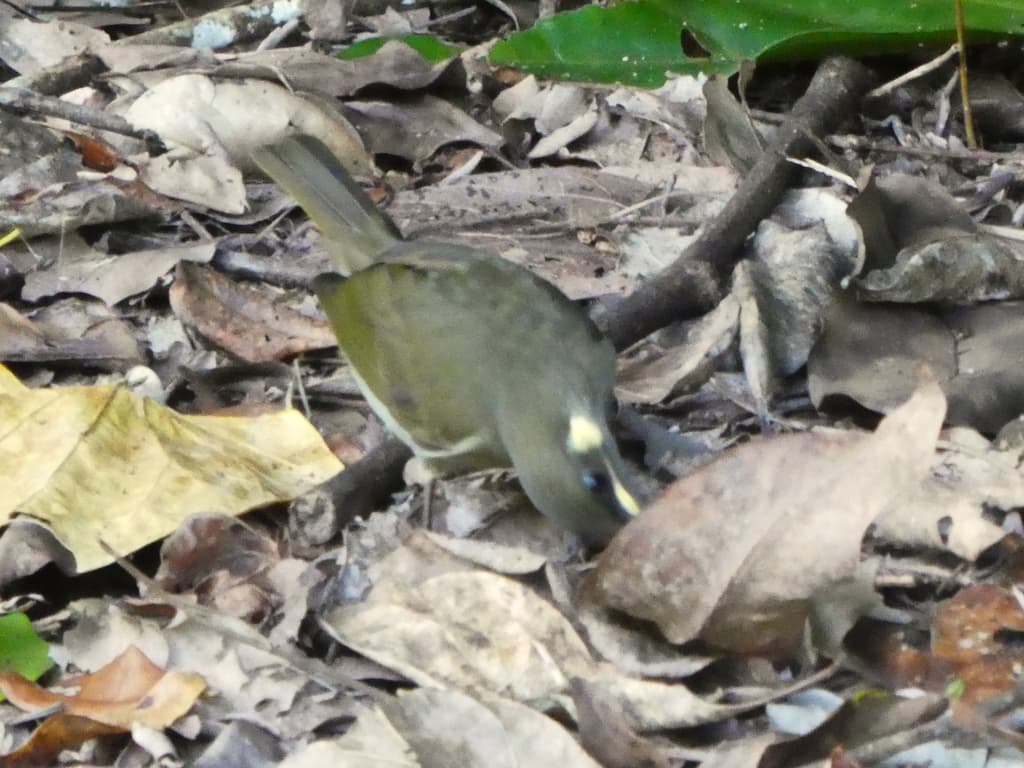 Yellow-spotted Honeyeater