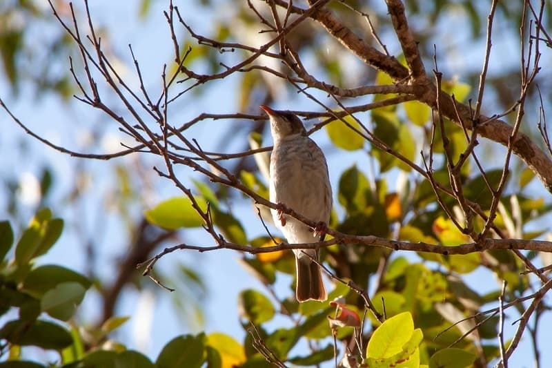 Brown-backed Honeyeater