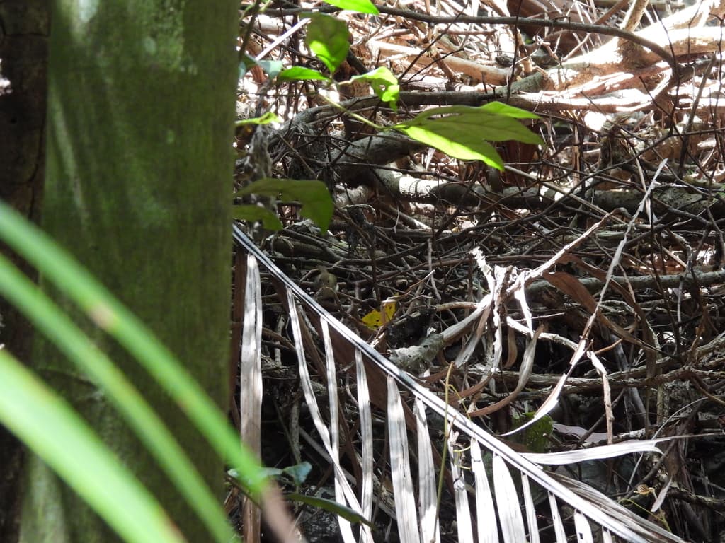 Large-billed Scrubwren